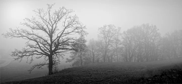 tree in black and white